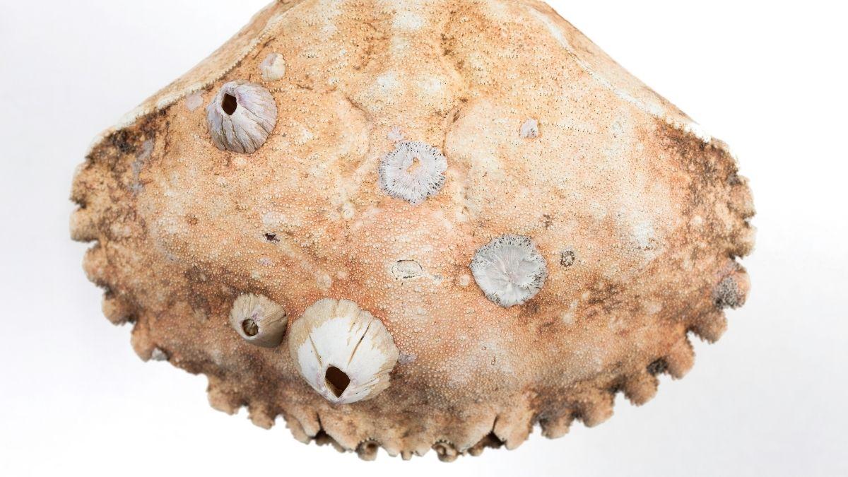 A crab shell with overgrown barnacles