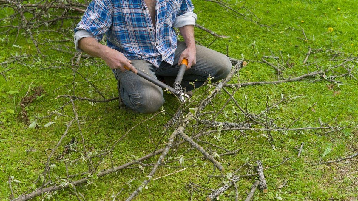 A gardener trimming branches from wood