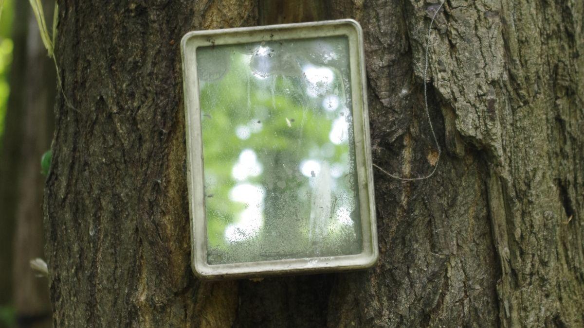 An old mirror on a tree in the forest