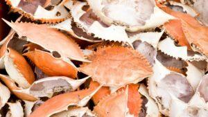 How To Clean Crab Shells For Crafts (5 Easy Methods)