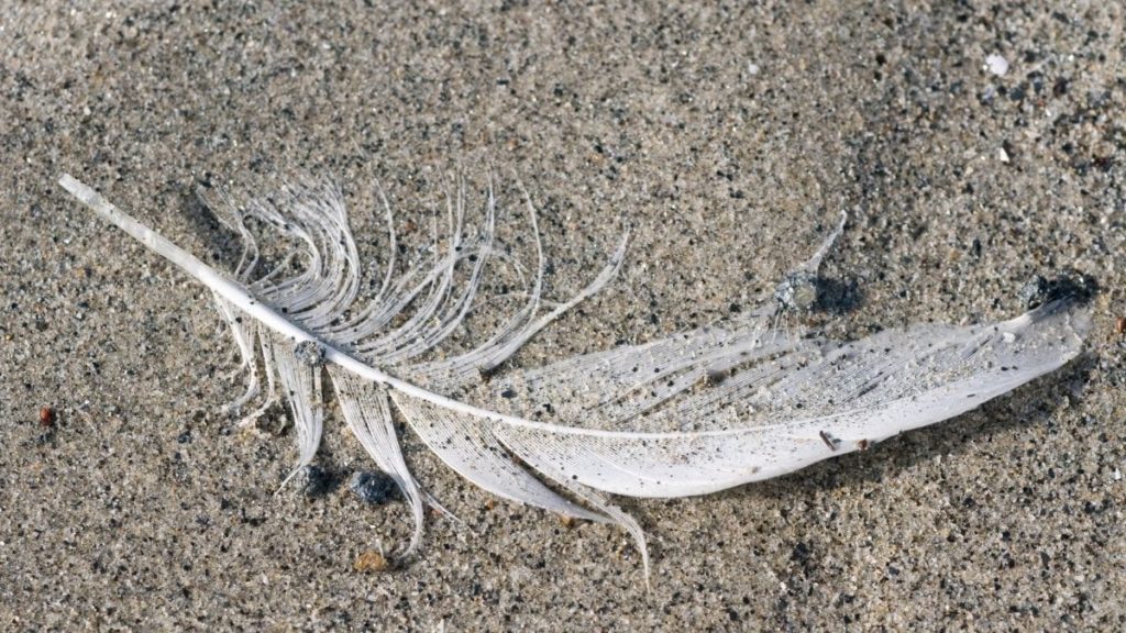 How To Clean Feathers For Crafts