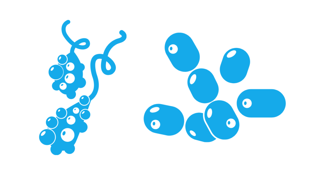 Illustrations of botulism spores