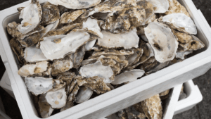 How to Clean Oyster Shells For Crafts (5 EASY STEPS)