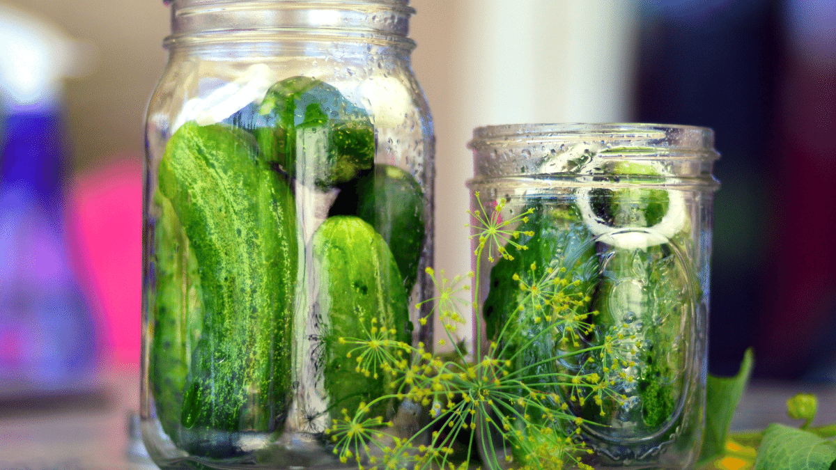 cucumbers in jars with dill